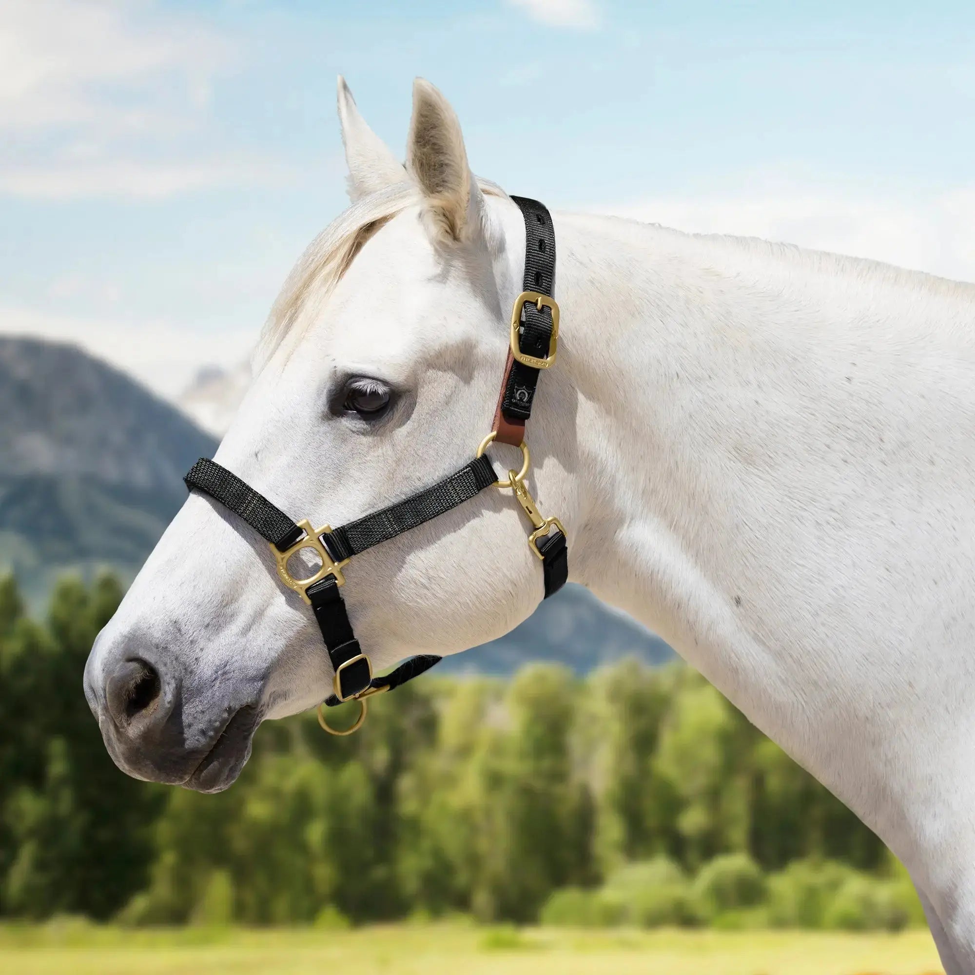 Premium Nylon Breakaway Halter  