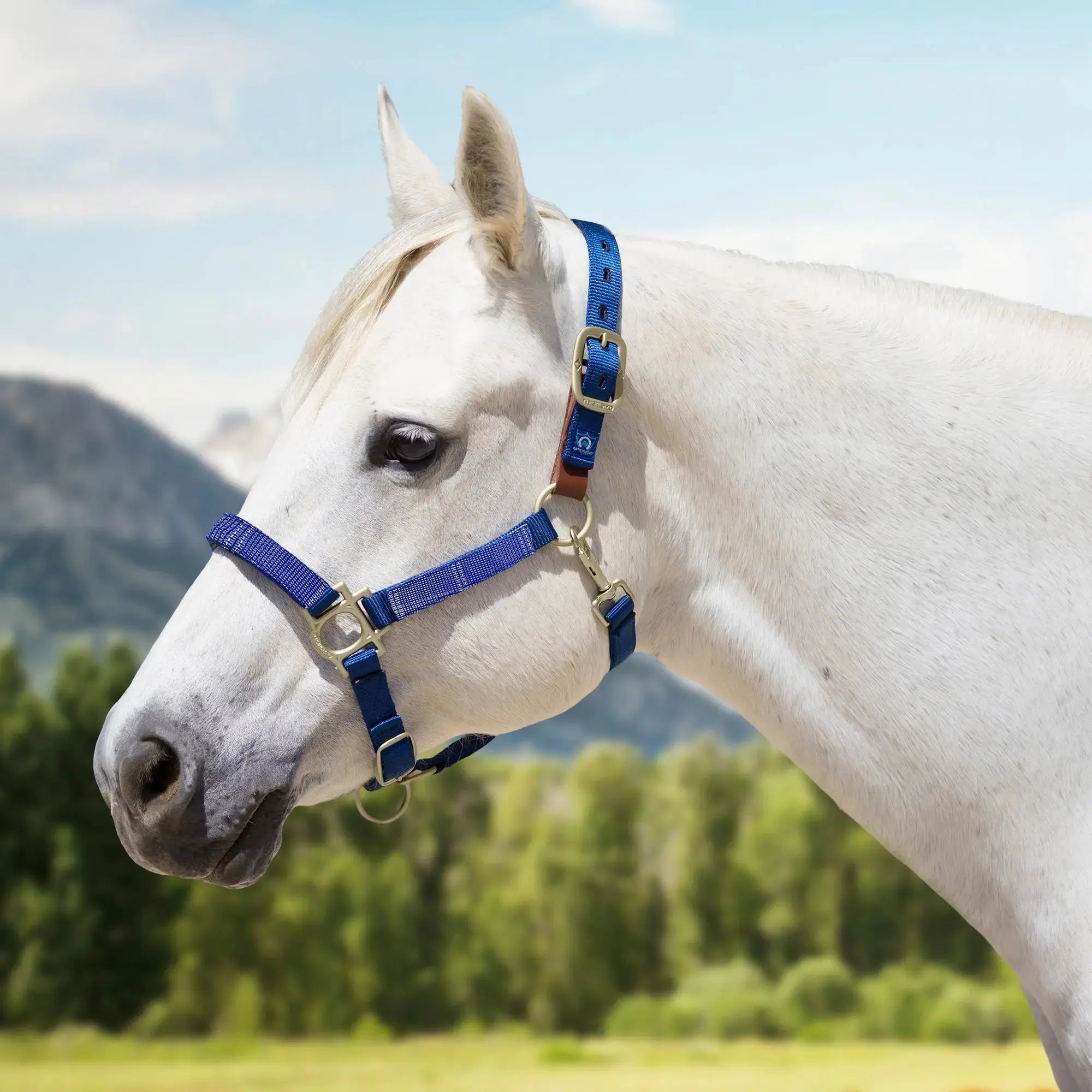 Premium Nylon Breakaway Halter  