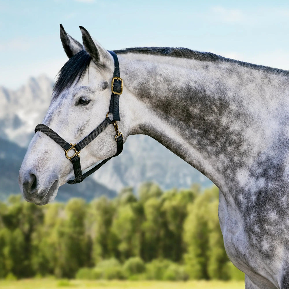 Premium Nylon Halter