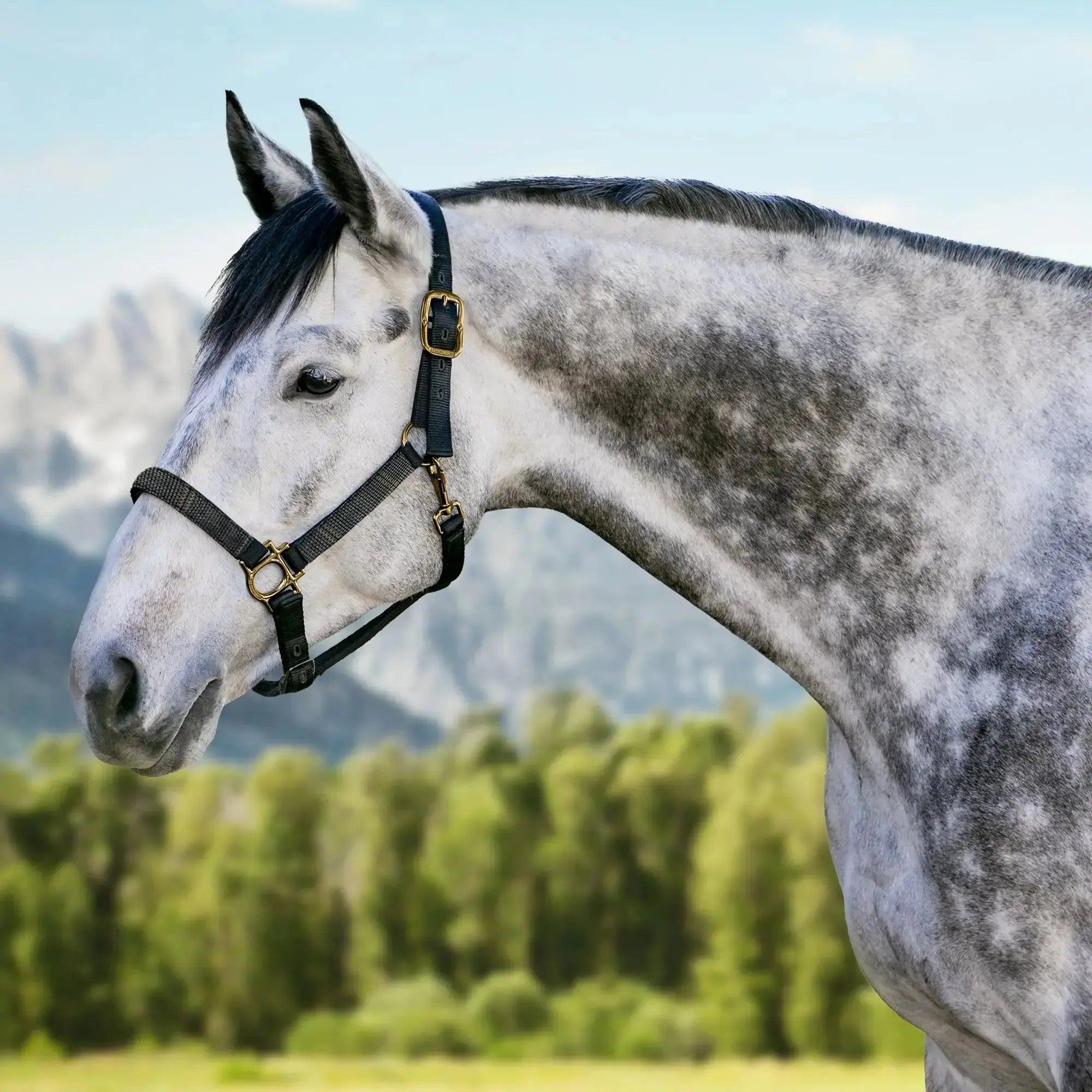 Premium Nylon Halter  