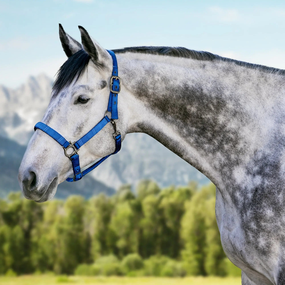 Premium Nylon Halter - Equine Exchange Tack Shop