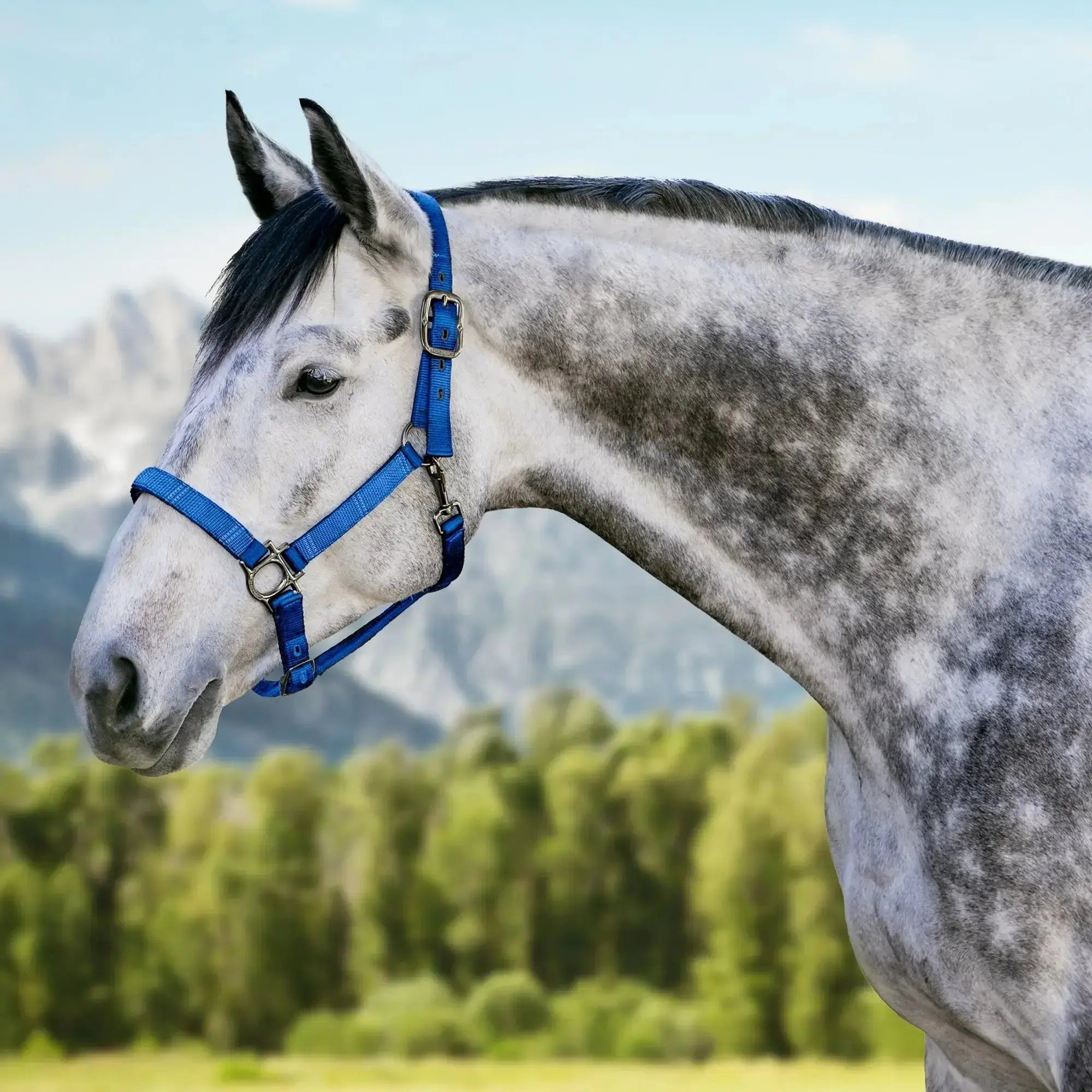 Premium Nylon Halter  