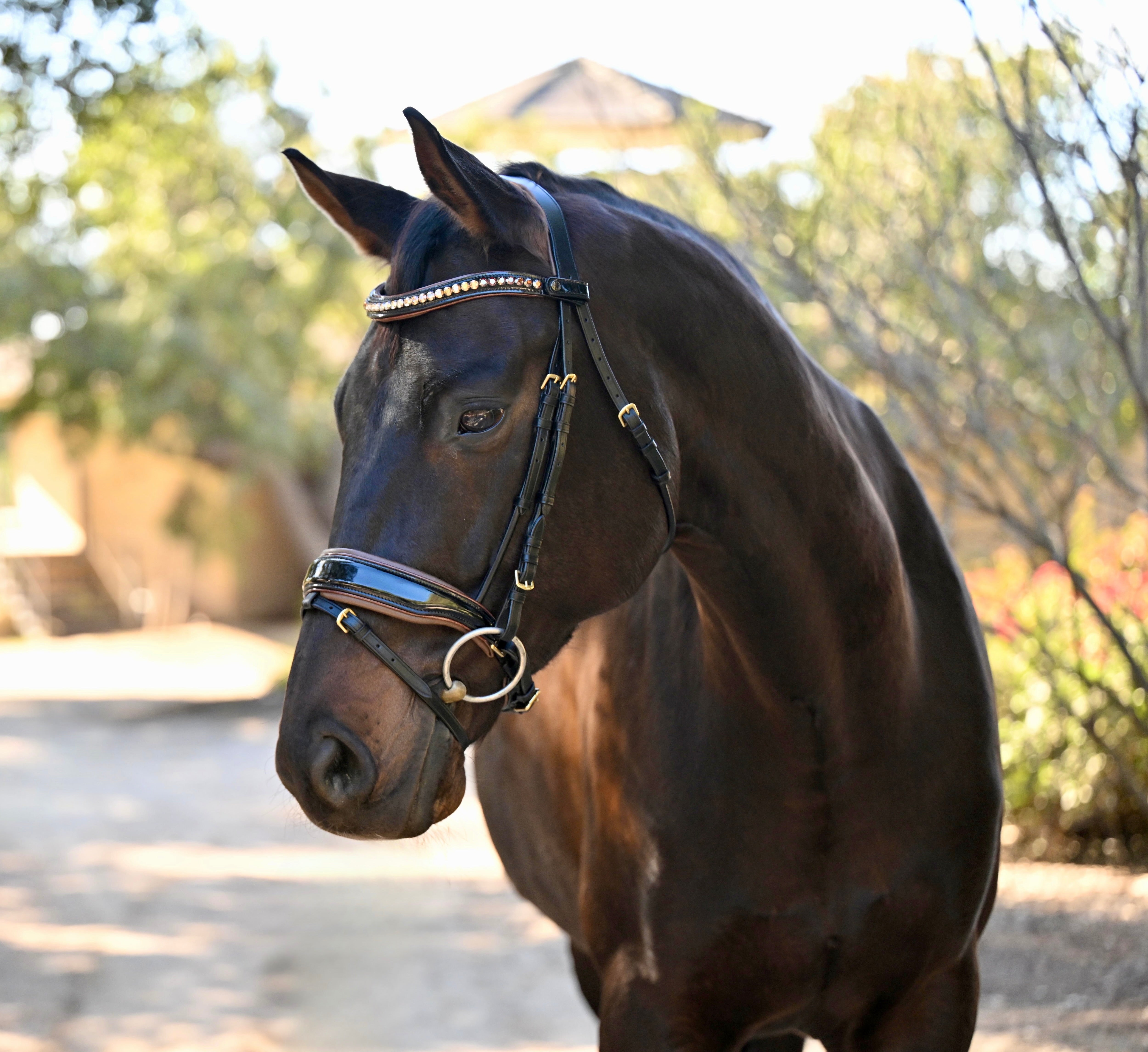 The Palermo Black Patent Leather Snaffle with Brown Padding - Equine Exchange Tack Shop