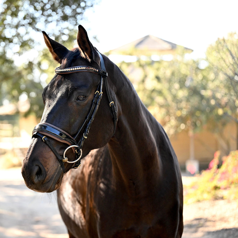 The Palermo Black Patent Leather Snaffle with Brown Padding - Equine Exchange Tack Shop