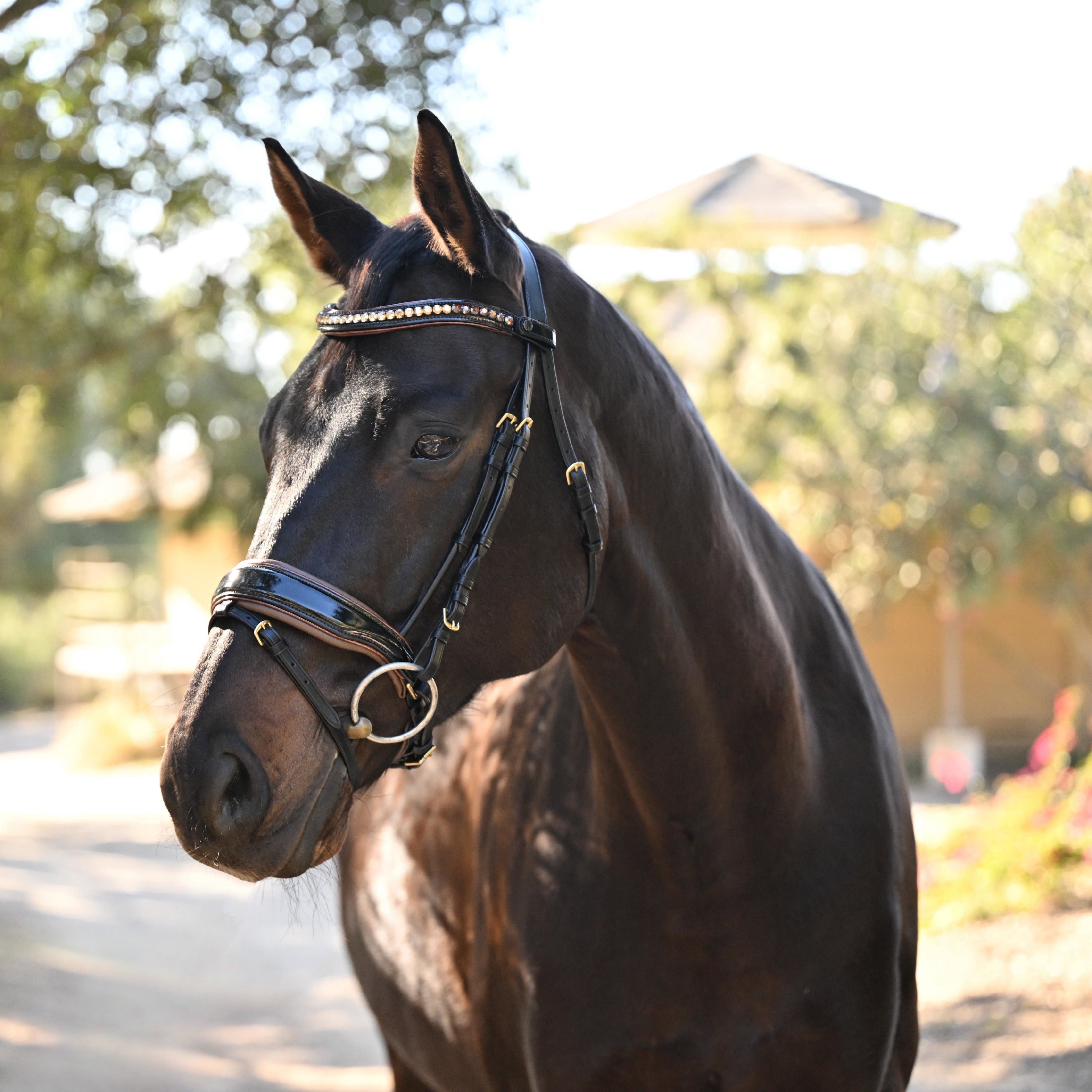 The Palermo Black Patent Leather Snaffle with Brown Padding - Equine Exchange Tack Shop