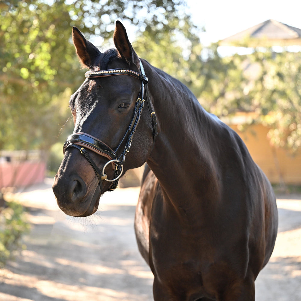 The Palermo Black Patent Leather Snaffle with Brown Padding