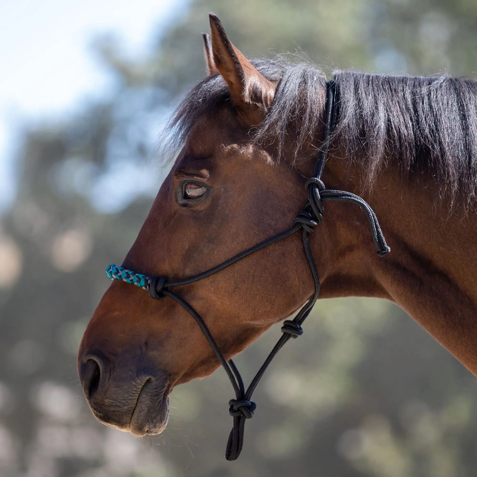 Clinician Rope Halter - Equine Exchange Tack Shop