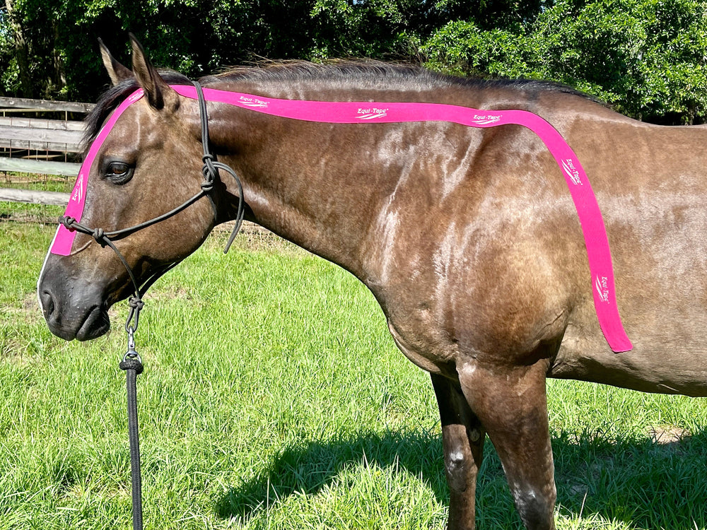Equi-Tape® Advanced Education Package - Equine Exchange Tack Shop