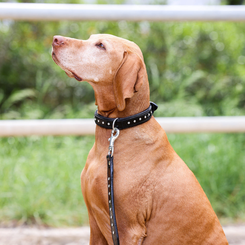 Halter Ego® Celebrity Black Patent Dog Leash - Equine Exchange Tack Shop