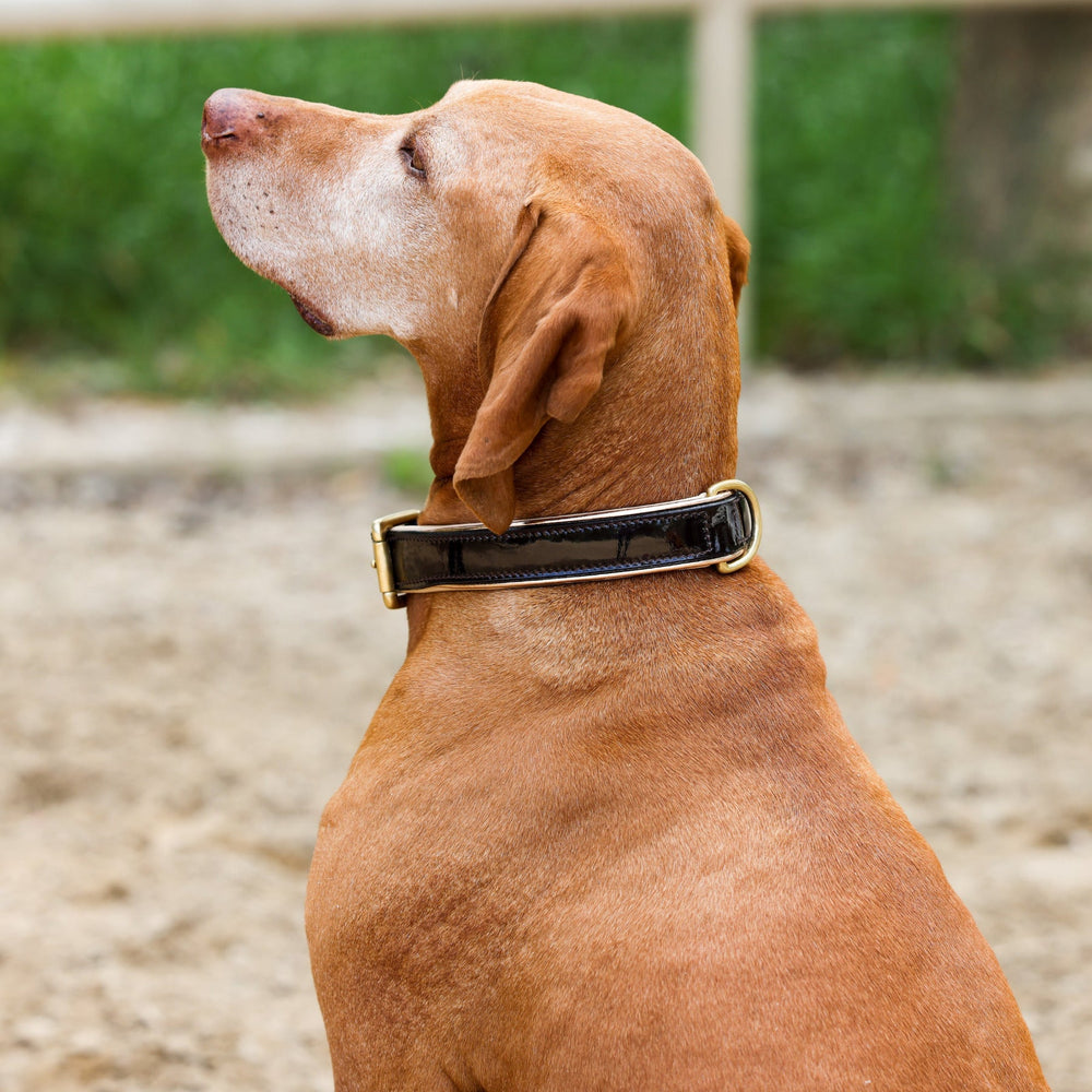 Halter Ego® Brown Patent Florence Dog Leash - Equine Exchange Tack Shop
