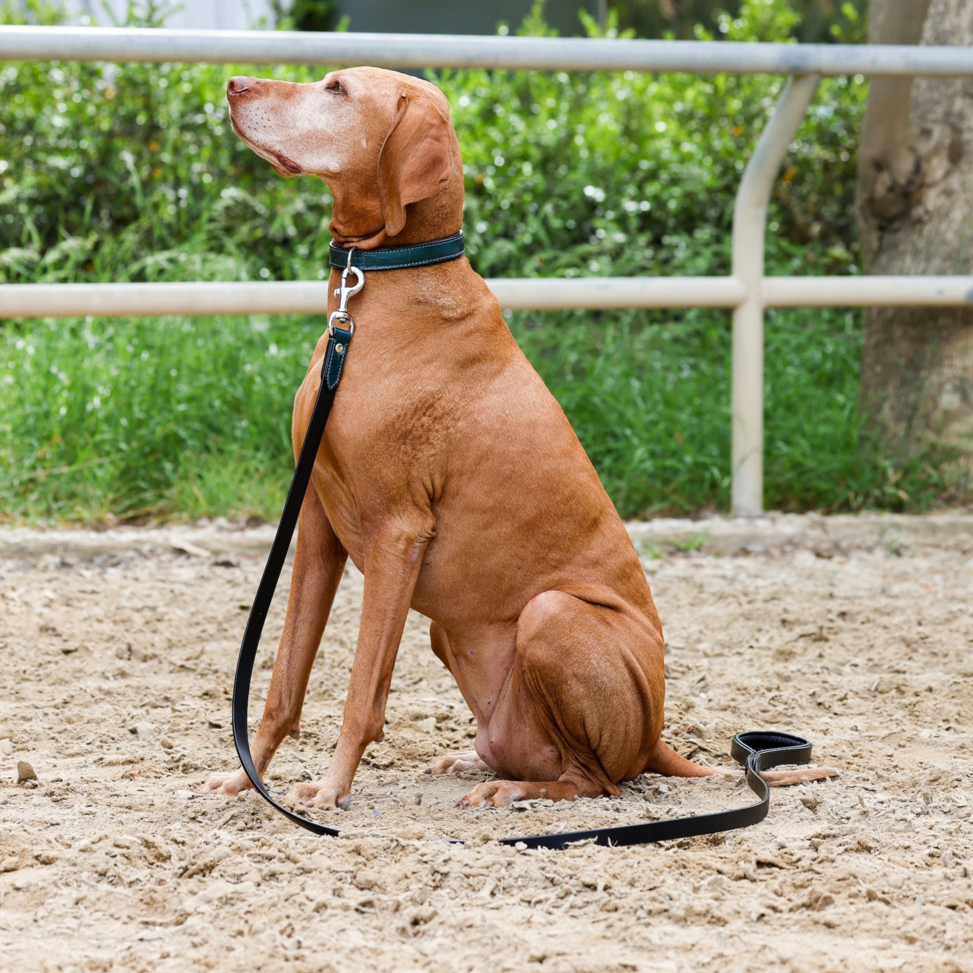 Halter Ego® Metallic Teal Dog Leash - Equine Exchange Tack Shop