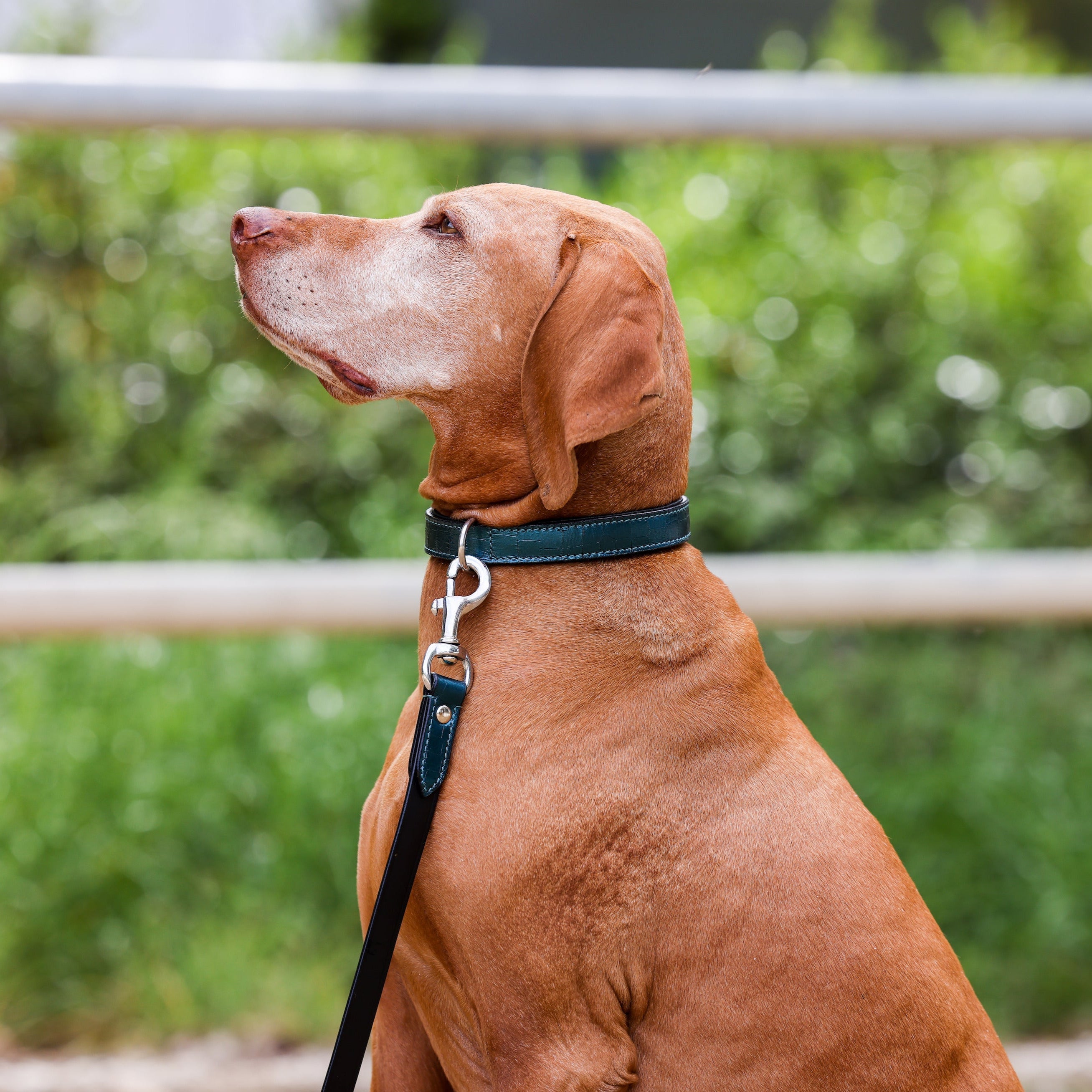 Halter Ego® Metallic Teal Dog Leash - Equine Exchange Tack Shop