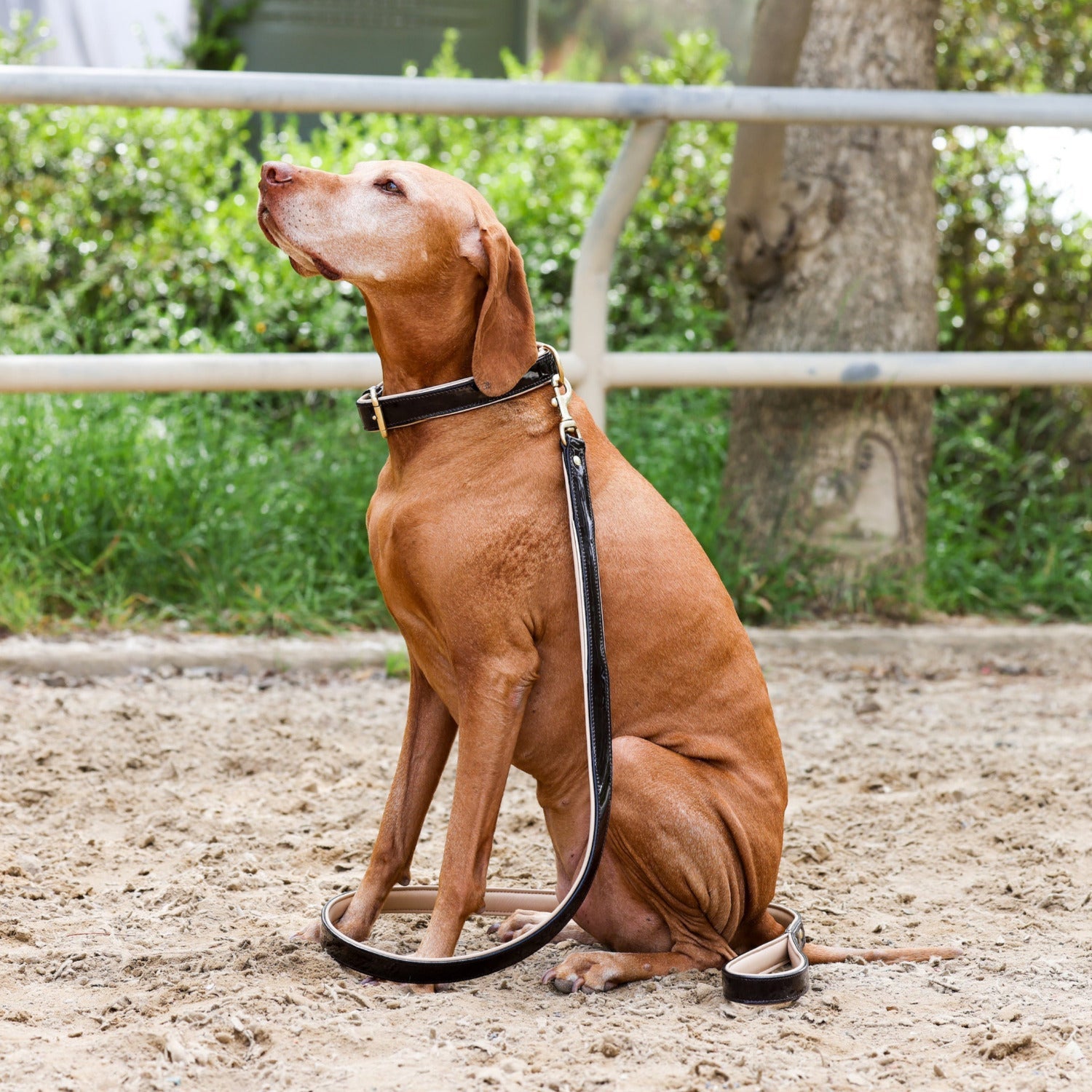 Halter Ego® Brown Patent Florence Dog Collar - Equine Exchange Tack Shop