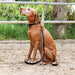Halter Ego® Brown Patent Florence Dog Leash - Equine Exchange Tack Shop