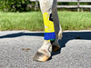 Module: Lower Leg - Equine Exchange Tack Shop
