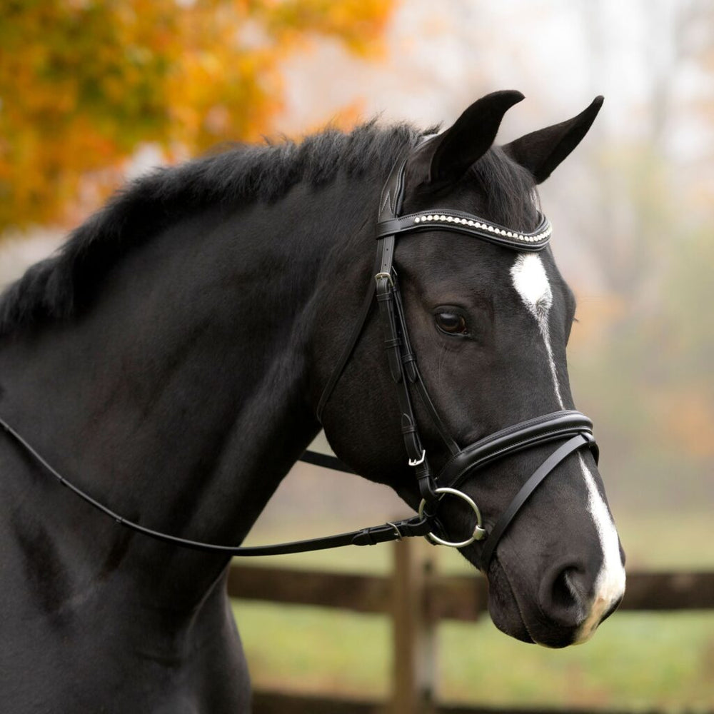 Black Oak Magnolia Dressage Bridle - Equine Exchange Tack Shop