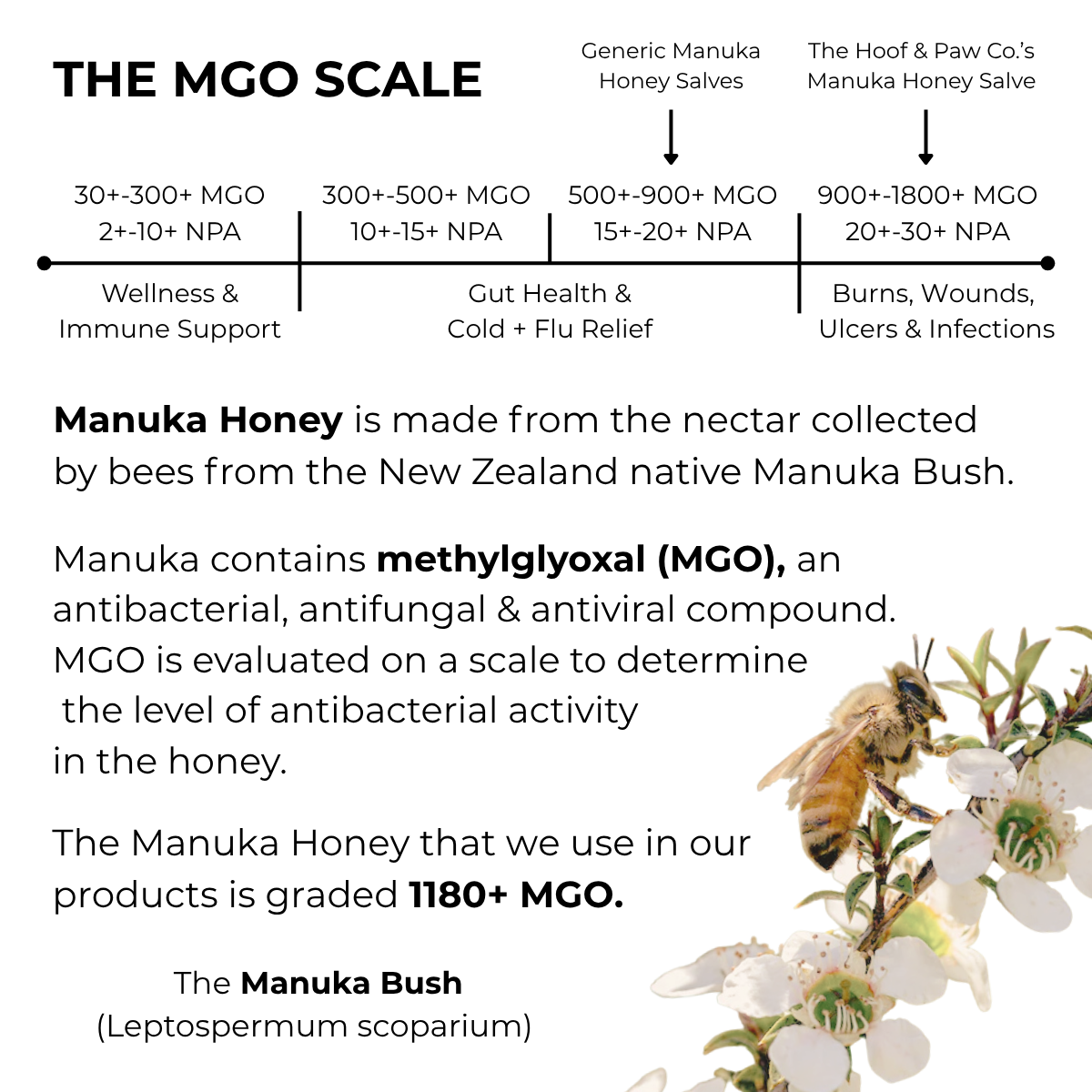 Manuka Honey Healing Salve with Herbal Infusion - For Dogs, Horses & Humans