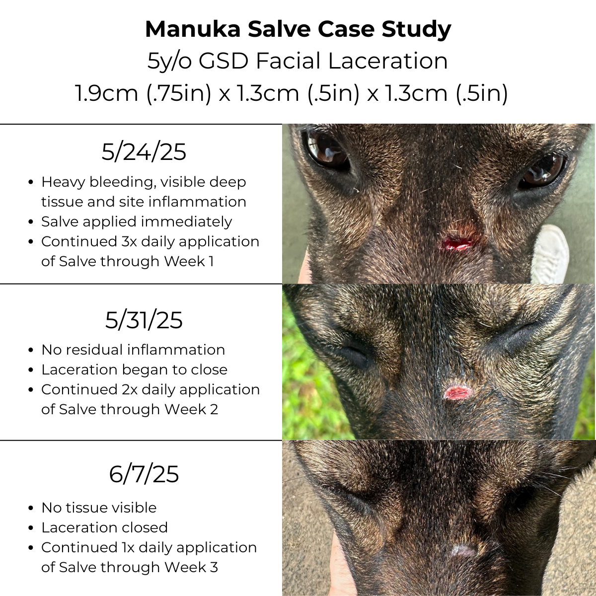 Manuka Honey Healing Salve with Herbal Infusion - For Dogs, Horses & Humans