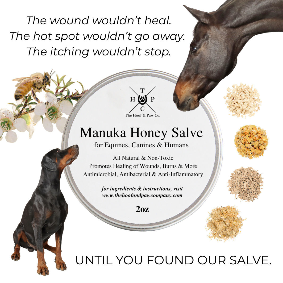Manuka Honey Healing Salve with Herbal Infusion - For Dogs, Horses & Humans