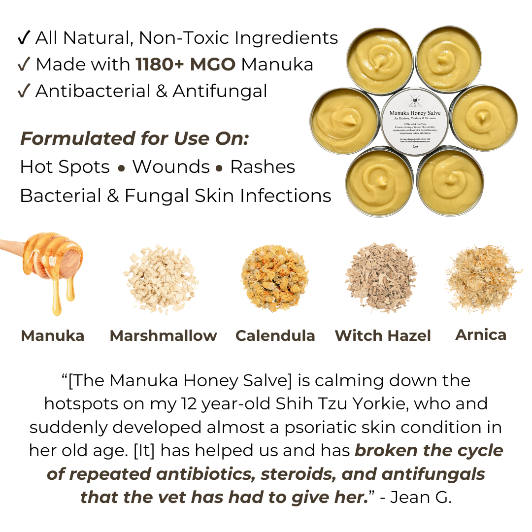 Manuka Honey Healing Salve with Herbal Infusion - For Dogs, Horses & Humans