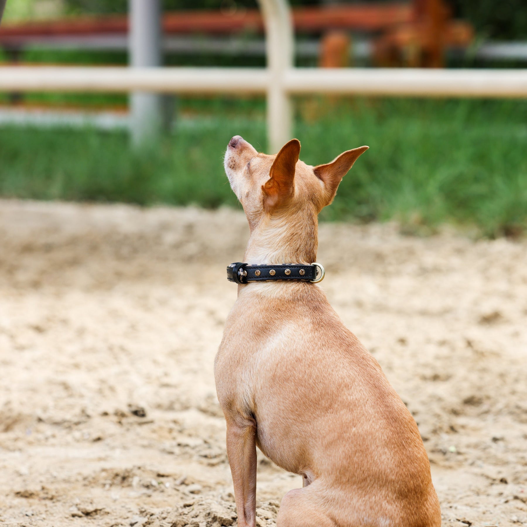 Halter Ego® Black Leather Safari Dog Collar - Equine Exchange Tack Shop