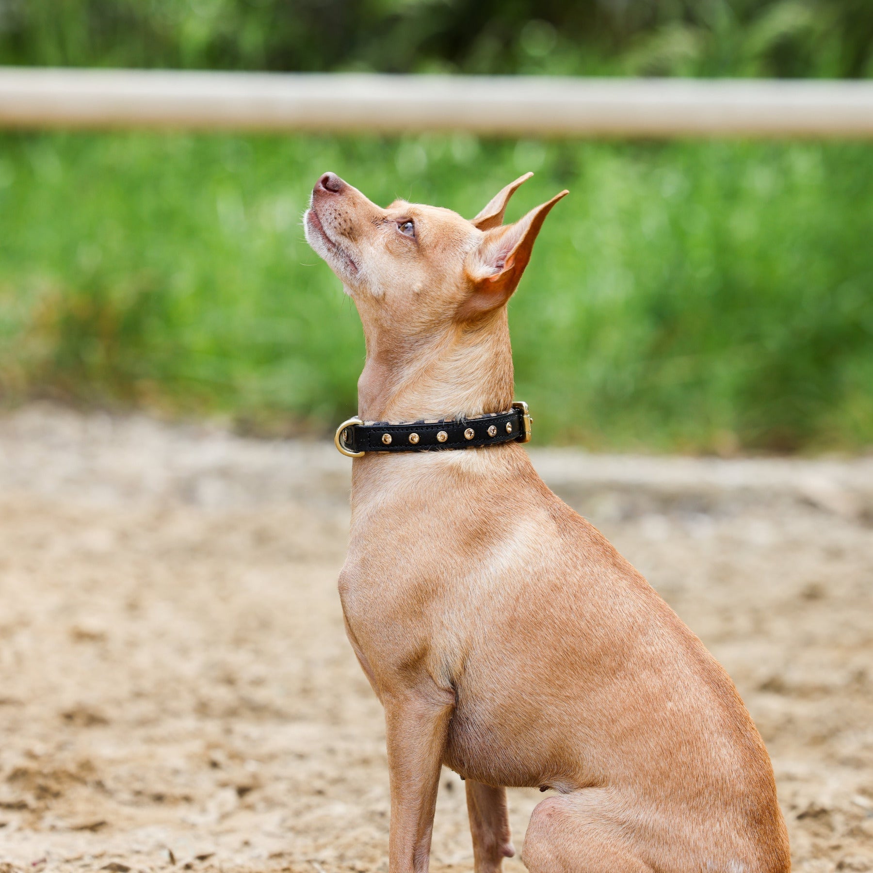 Halter Ego® Black Leather Safari Dog Collar - Equine Exchange Tack Shop