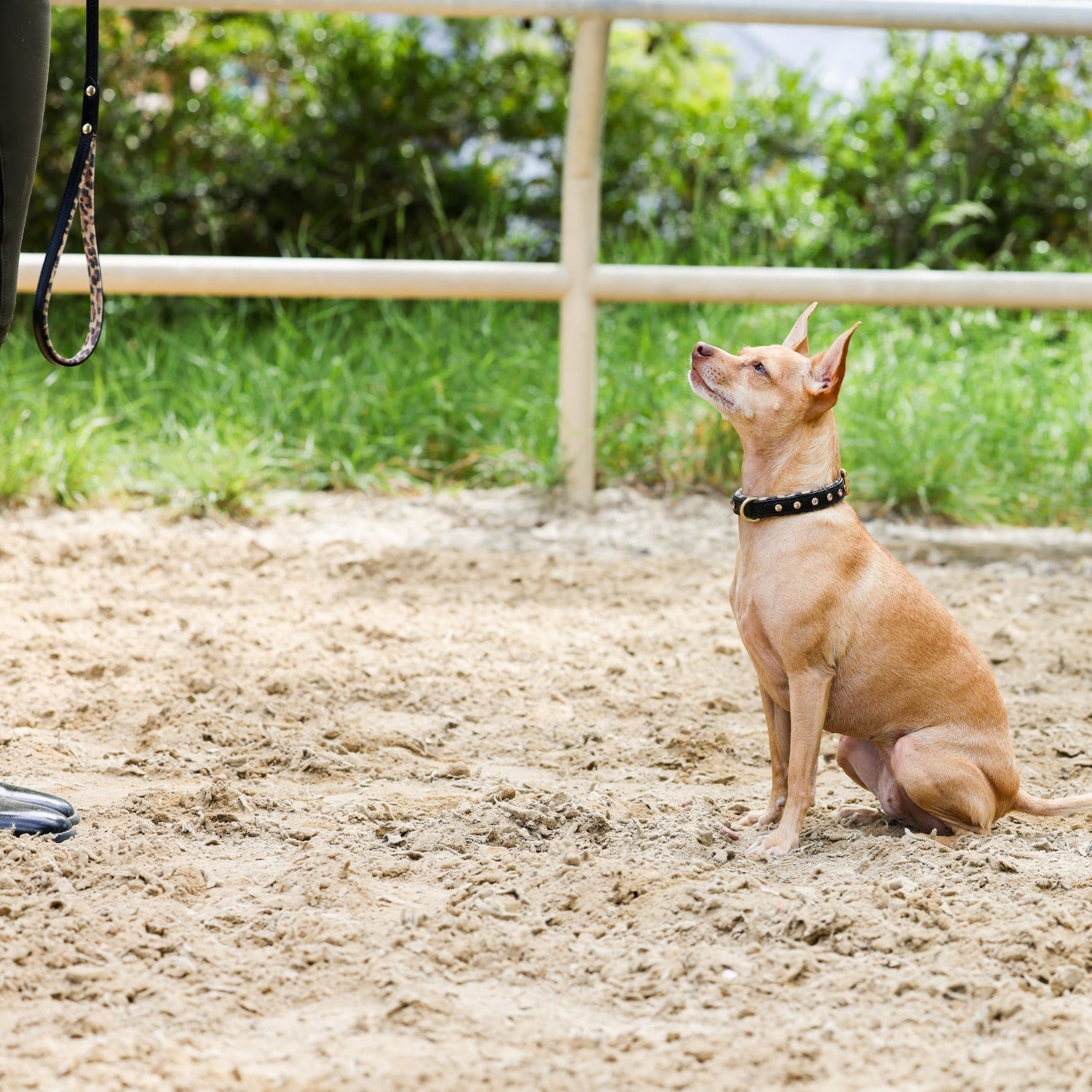 Halter Ego® Black Leather Safari Dog Leash - Equine Exchange Tack Shop