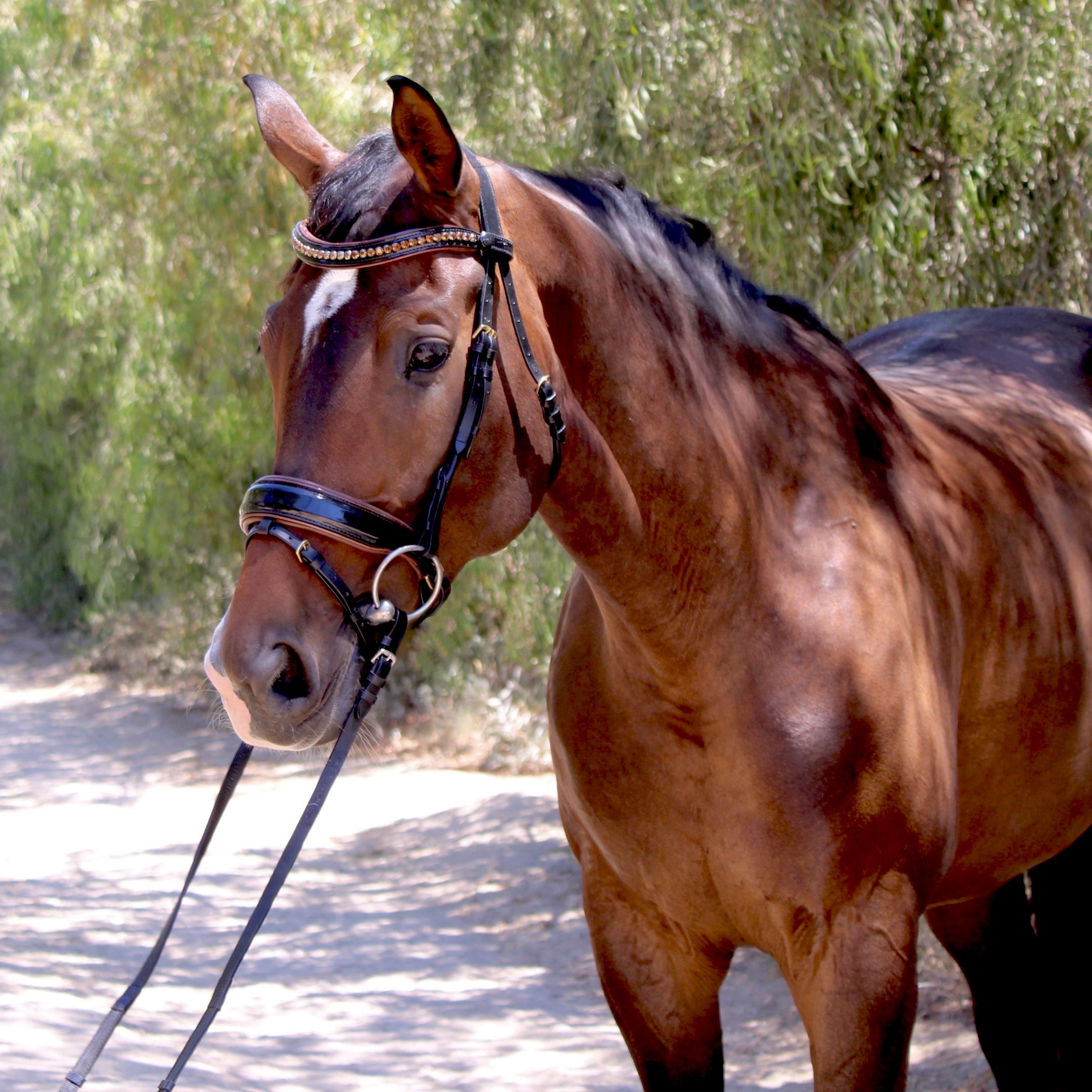 The Palermo Black Patent Leather Snaffle with Brown Padding - Equine Exchange Tack Shop