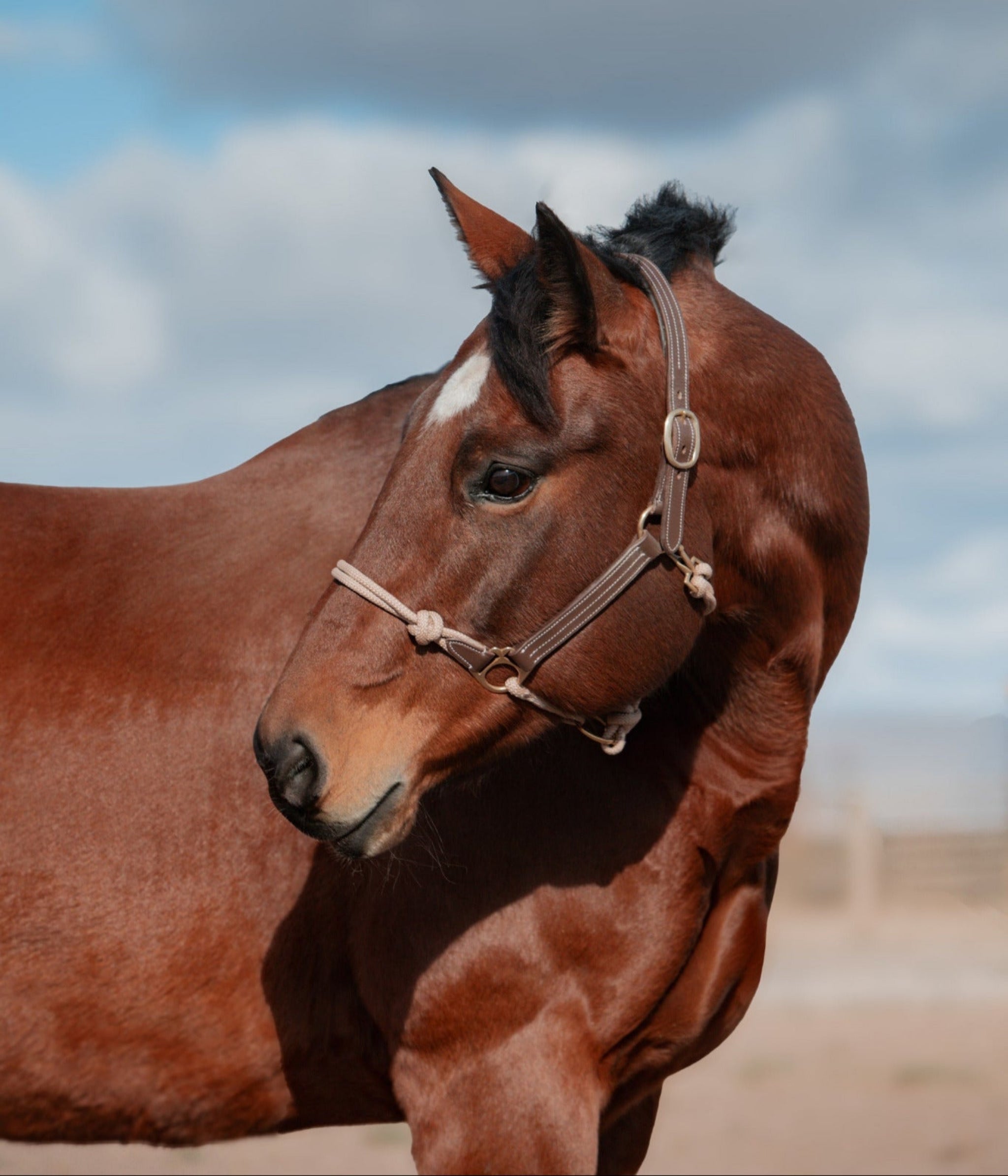 The Phoenix Classic Fusion Halter - Equine Exchange Tack Shop