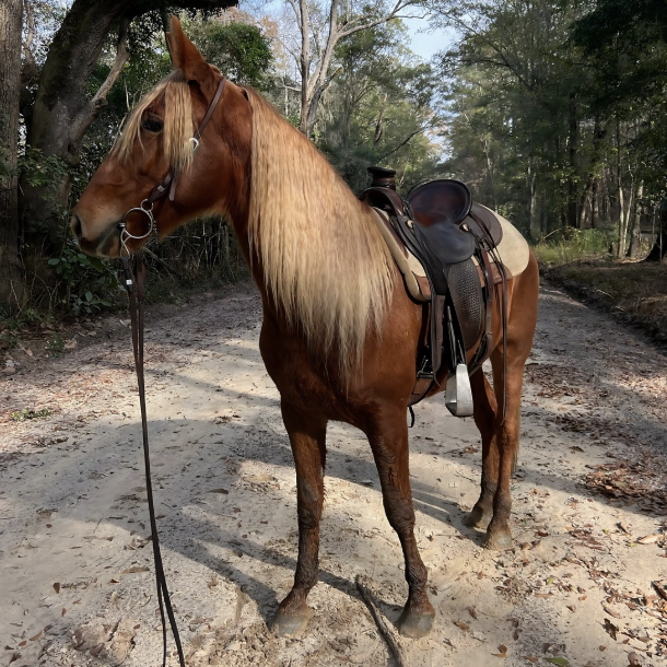 3-in-1 Pony Perfector Leave-in Remedy - Equine Exchange Tack Shop