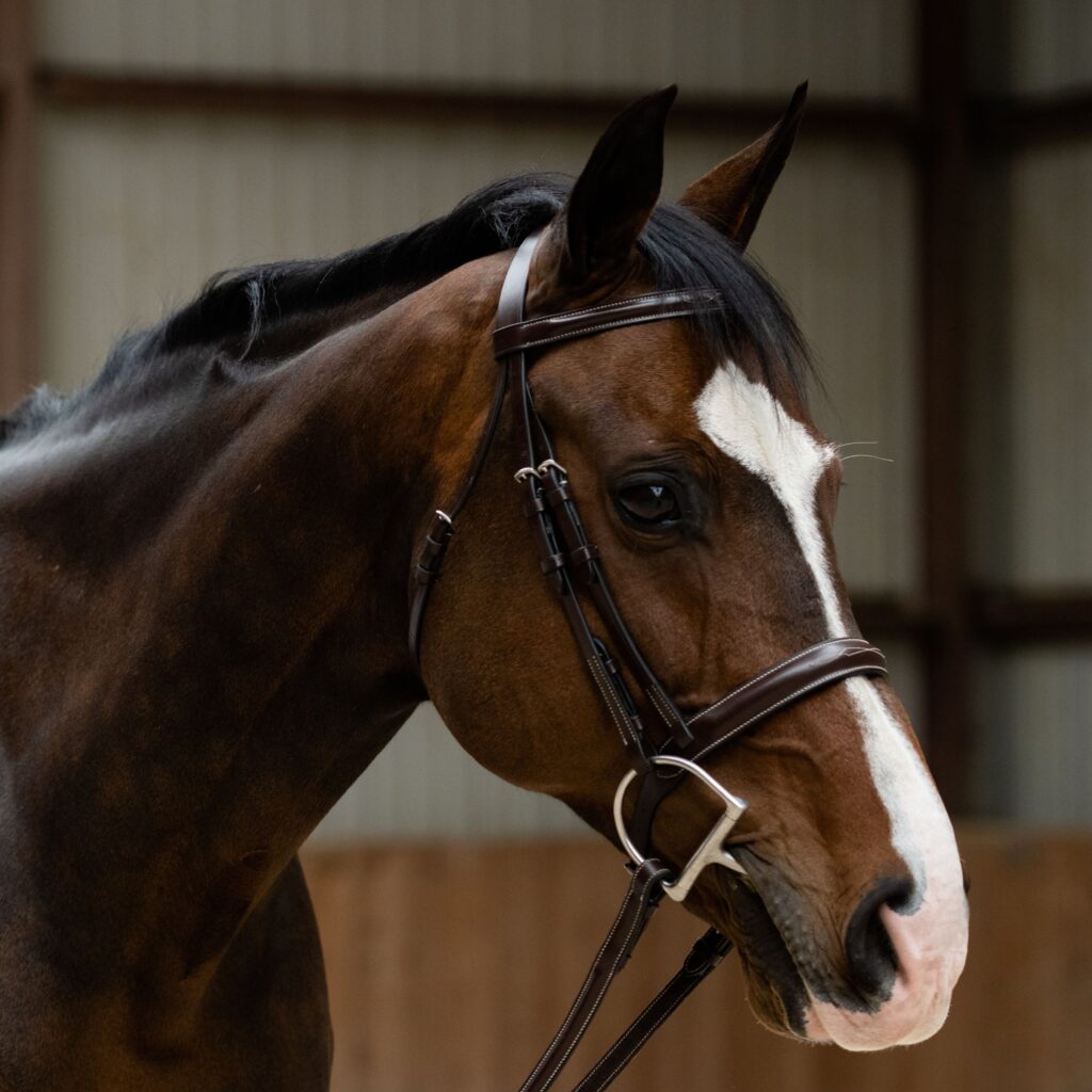 Black Oak Poppy Hunter Bridle