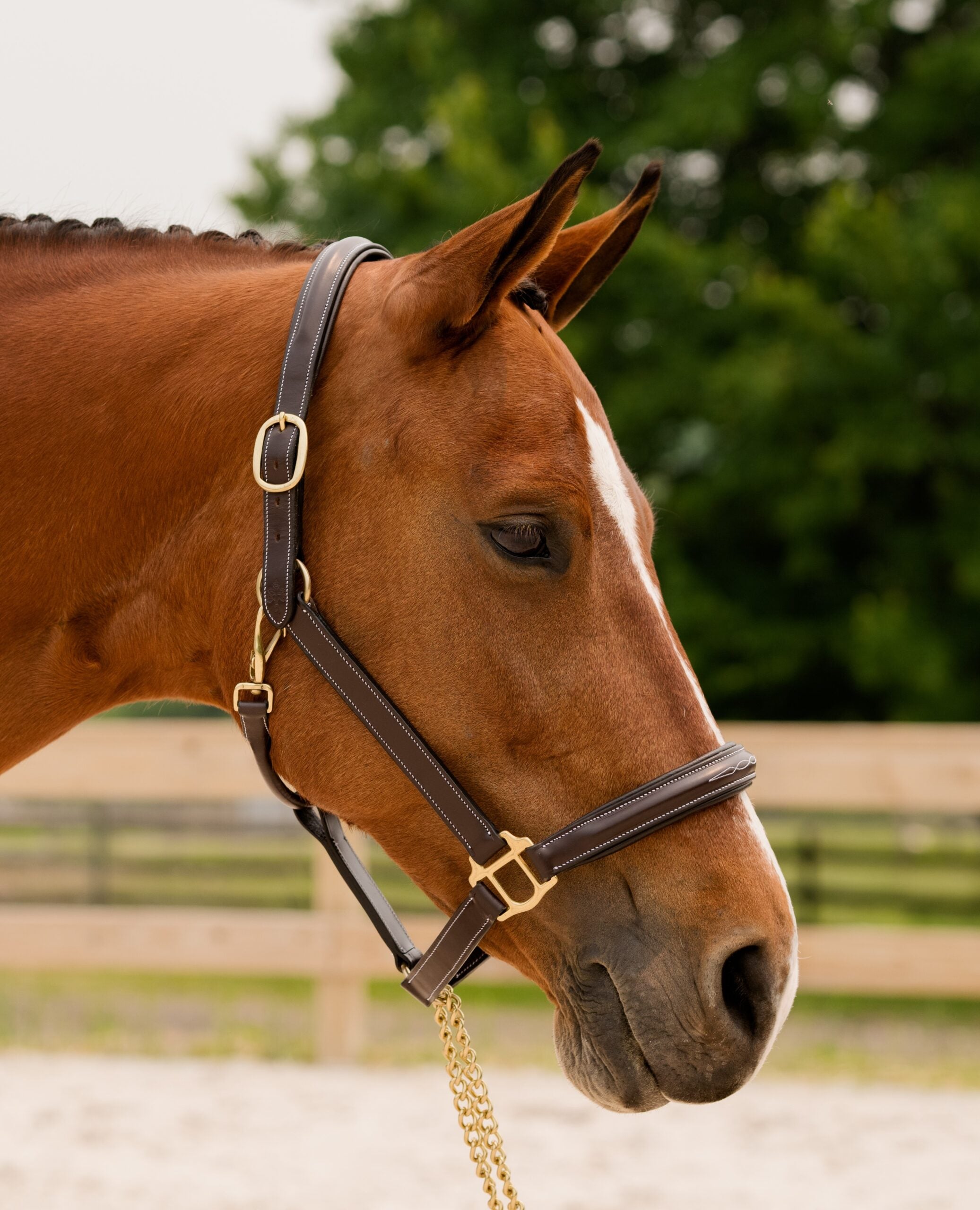 Fern Padded Fancy Leather Halter - Equine Exchange Tack Shop