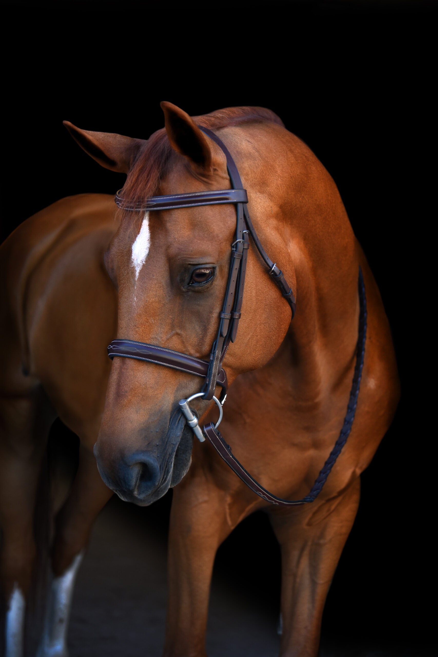 Black Oak Poppy Hunter Bridle