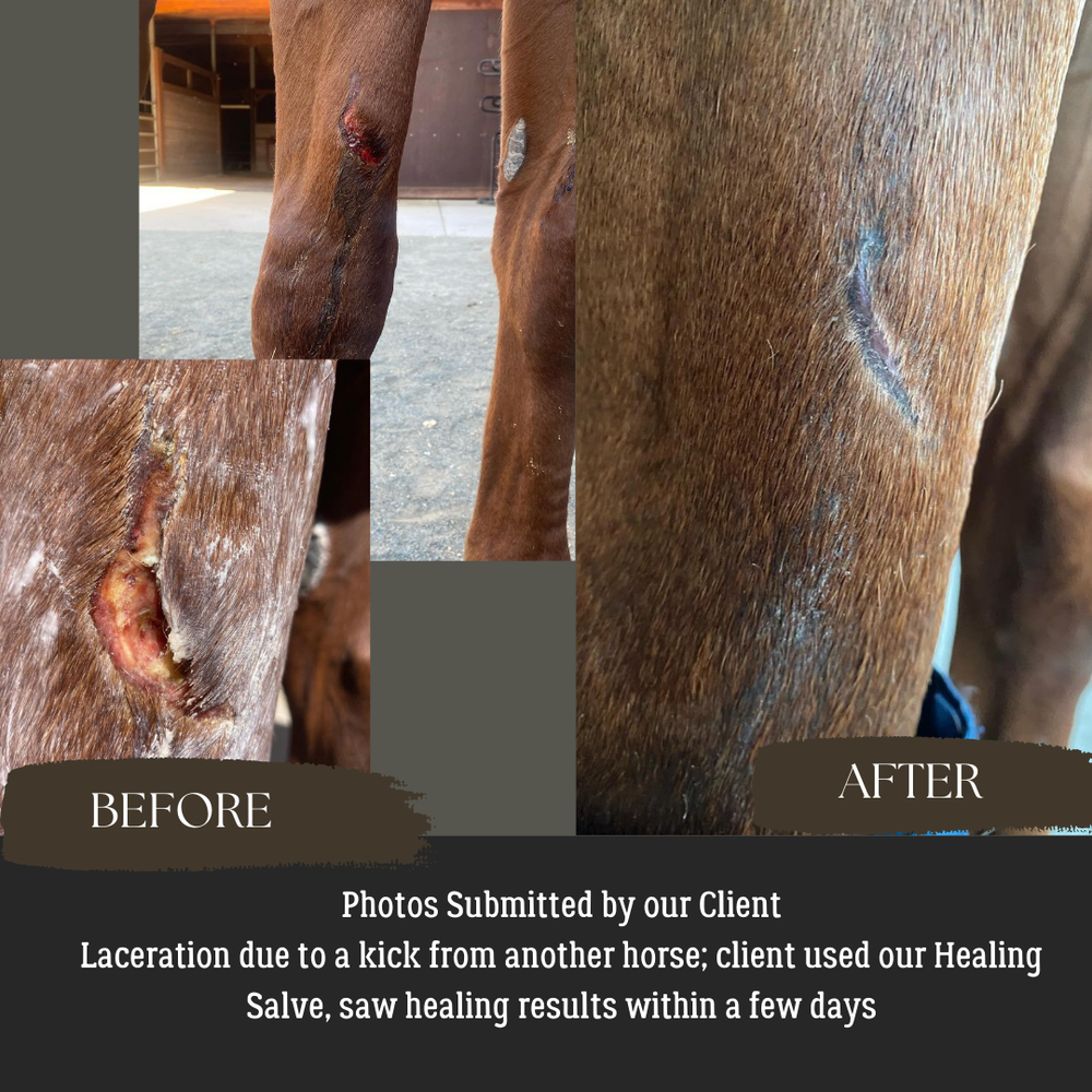 HEALING SALVE - Wound Healing & Protection - Equine Exchange Tack Shop