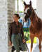 Maia - Chocolate Brown Long Sleeve Lace Competition Shirt - Equine Exchange Tack Shop