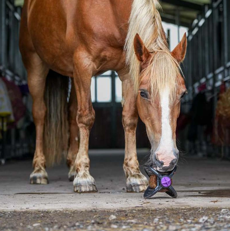 Likit Bizzy Ball - Black - Equine Exchange Tack Shop