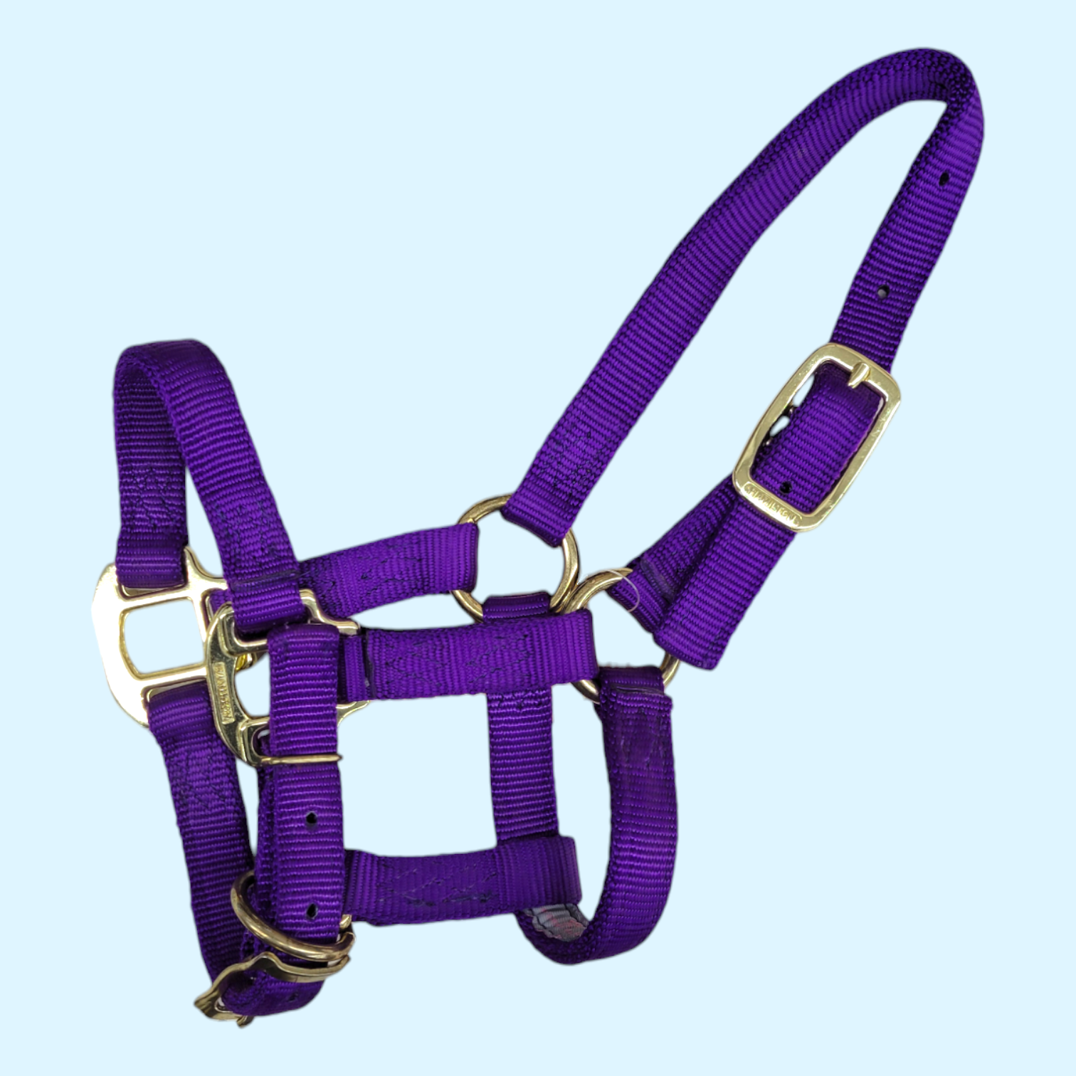 Hamilton Nylon Halter in Purple - Suckling