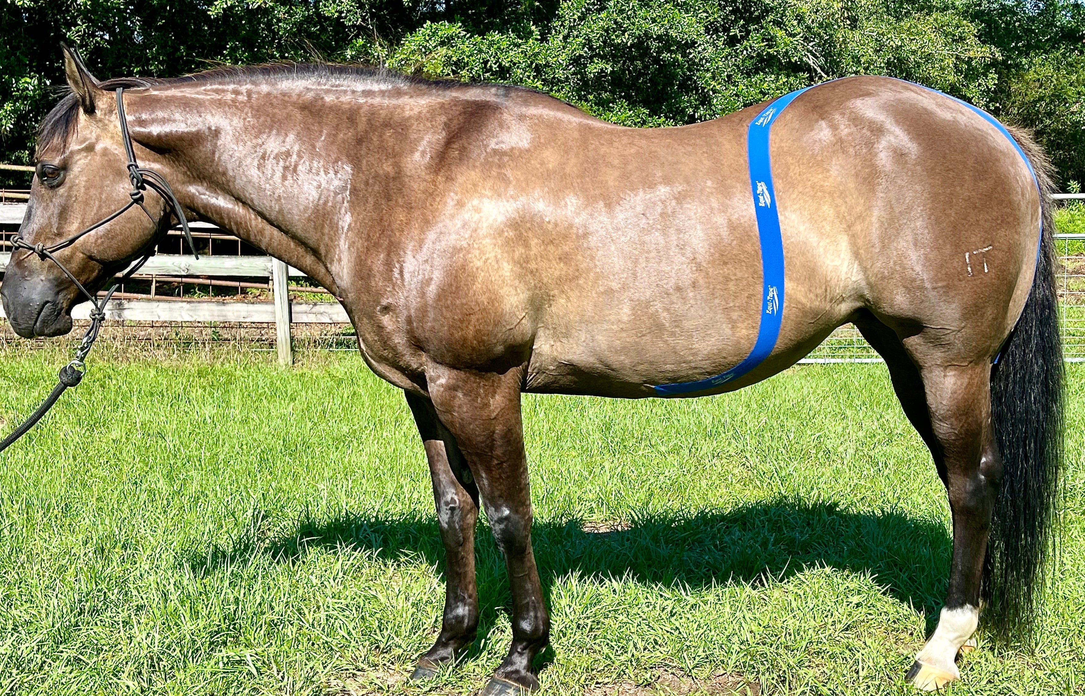 Equi-Tape® Fundamentals Course & Module Bundle - Equine Exchange Tack Shop