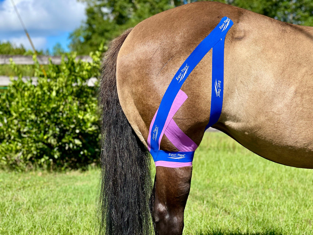 Equi-Tape® Fundamentals Course & Module Bundle - Equine Exchange Tack Shop
