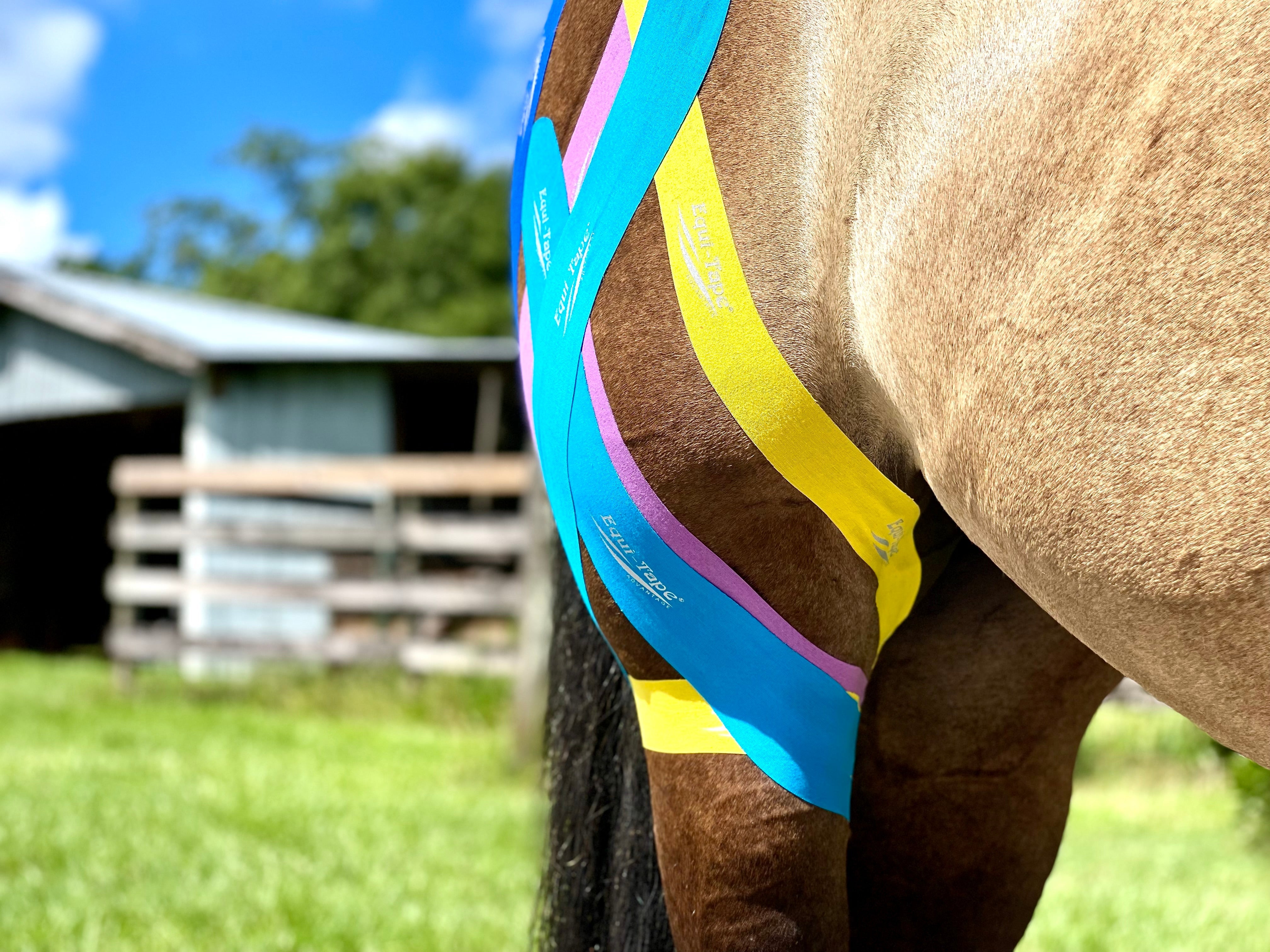 Equi-Tape® Fundamentals Course & Module Bundle - Equine Exchange Tack Shop