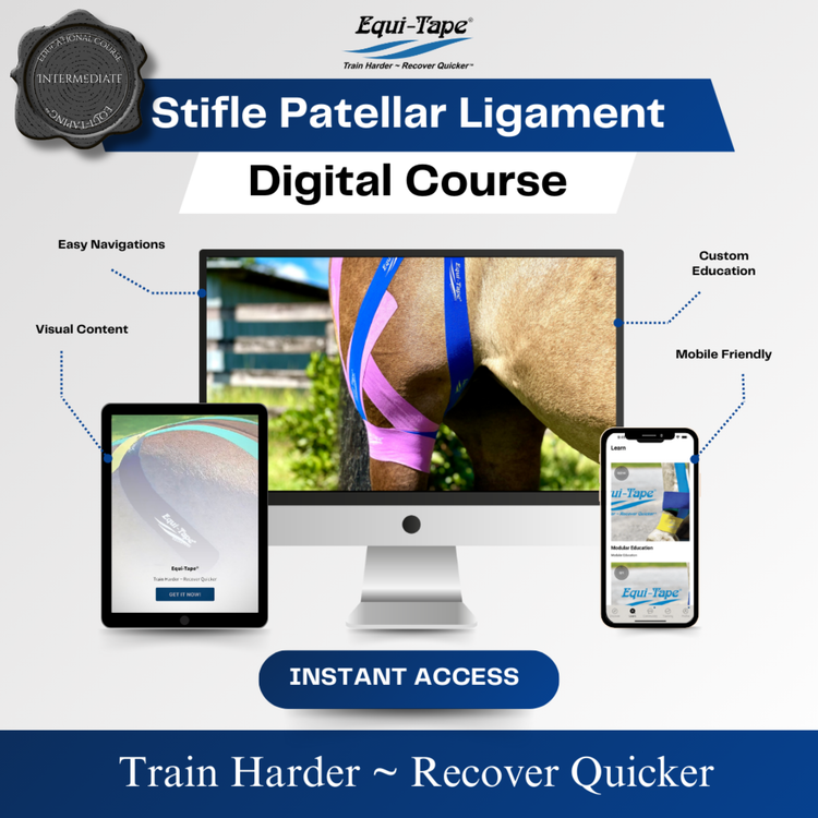 Module: The Stifle - Equine Exchange Tack Shop