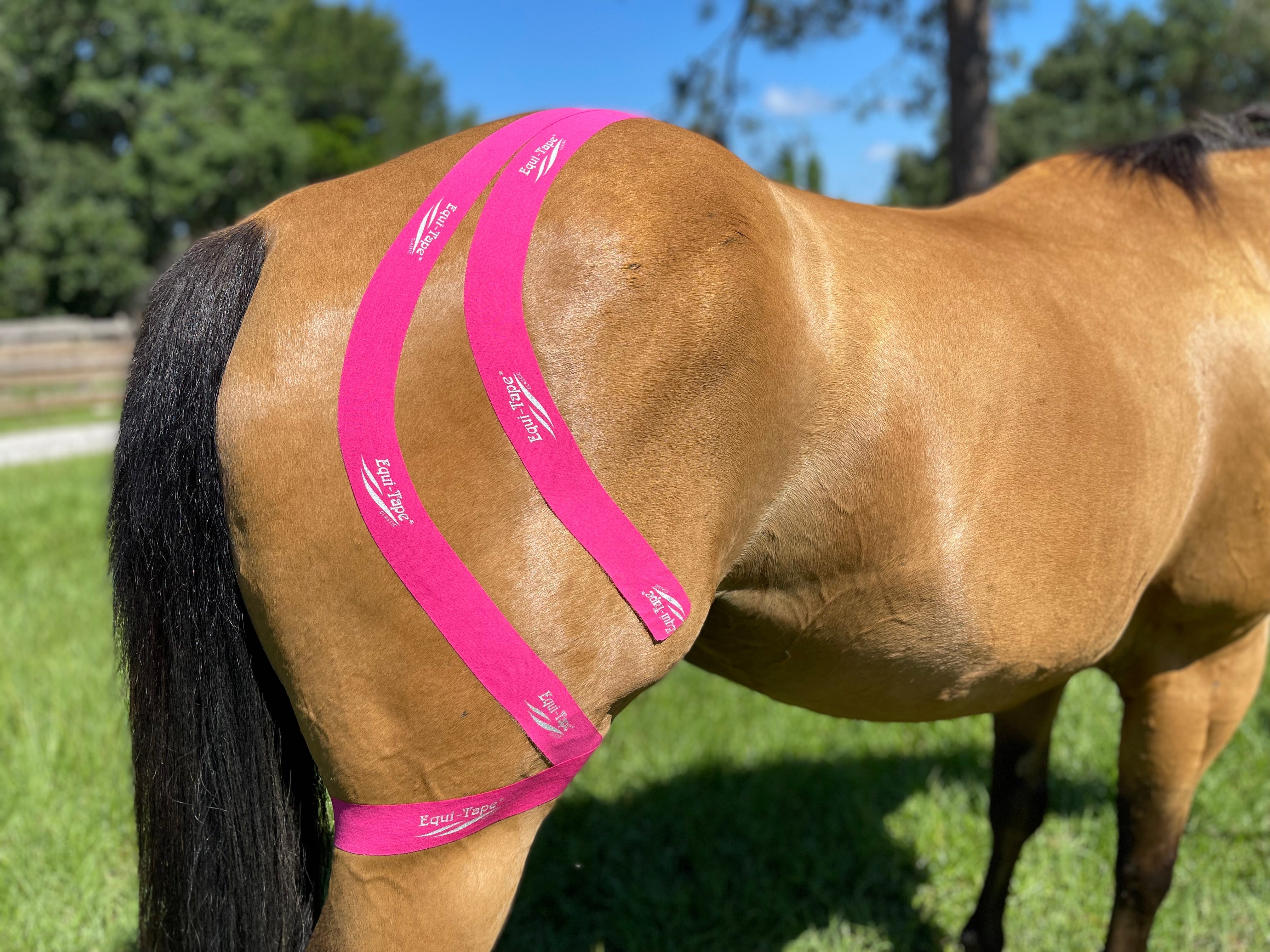 Equi-Tape® Fundamentals Course & Module Bundle - Equine Exchange Tack Shop