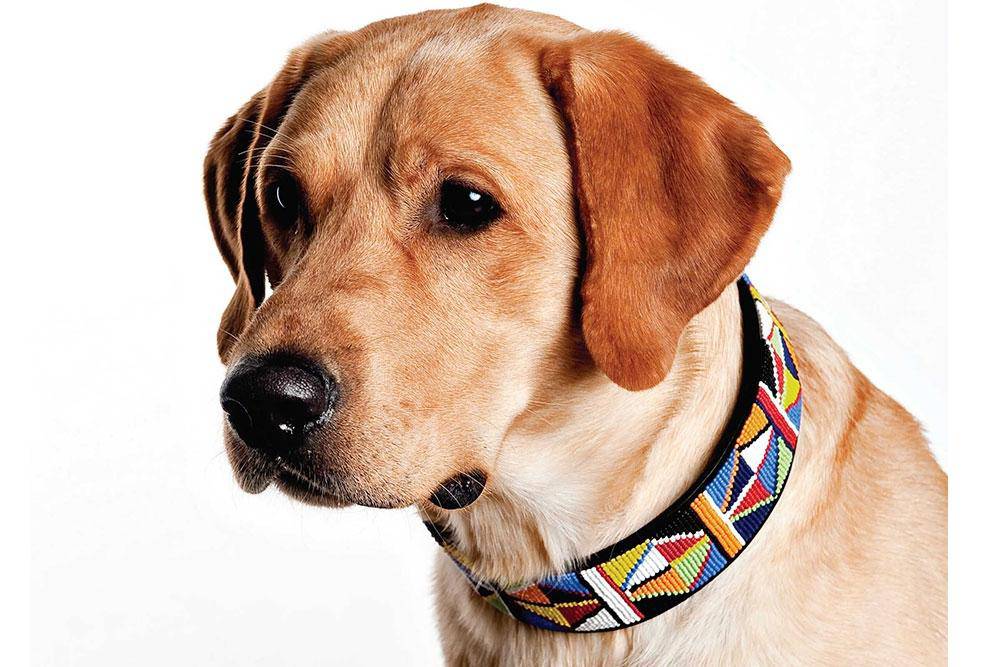 Primary Beaded Dog Collar - Equine Exchange Tack Shop