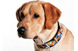 Primary Beaded Dog Collar - Equine Exchange Tack Shop