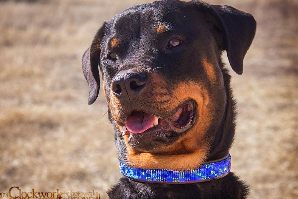 Moonbeam Beaded Dog Collar - Equine Exchange Tack Shop