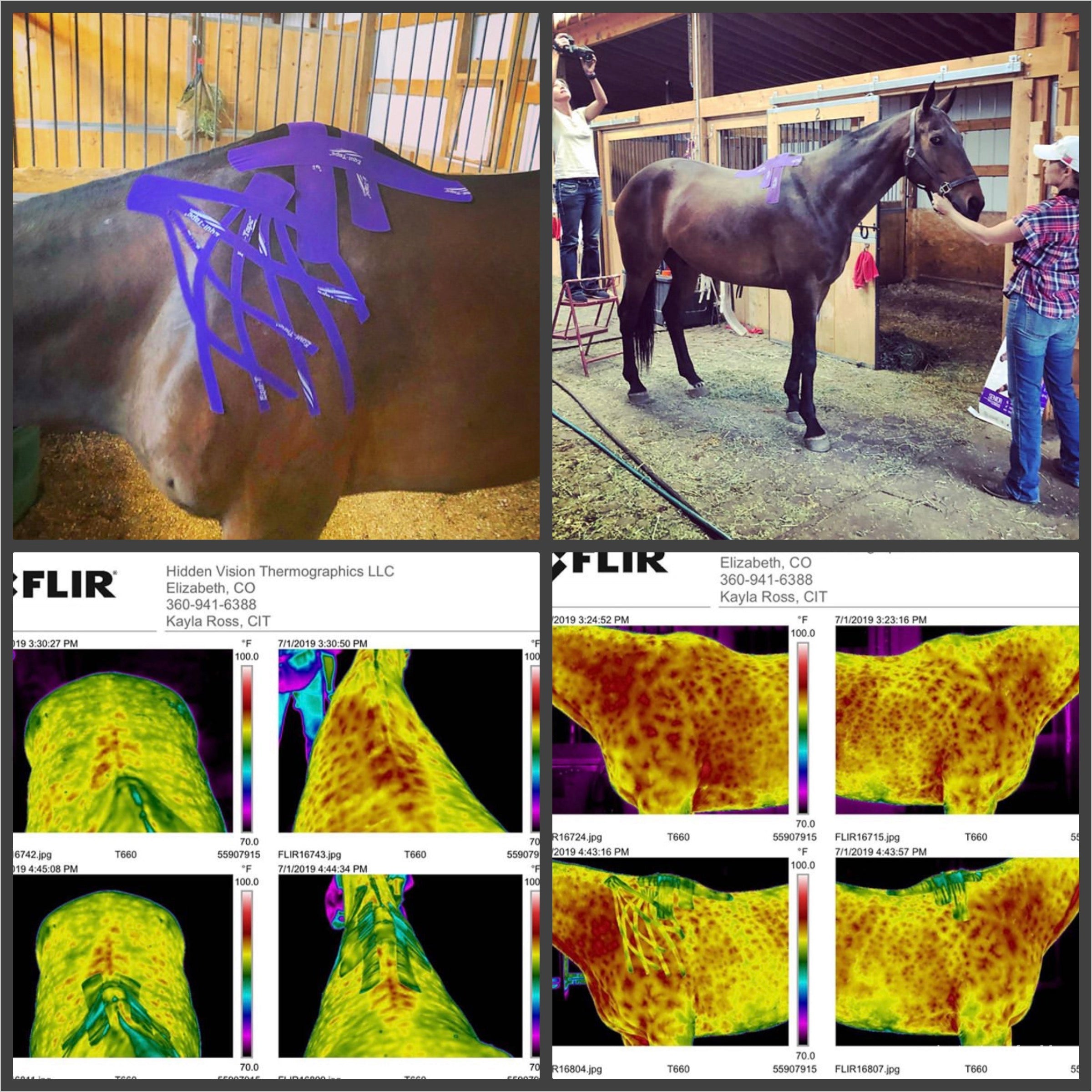Equi-Tape® Fundamentals Course & Module Bundle - Equine Exchange Tack Shop