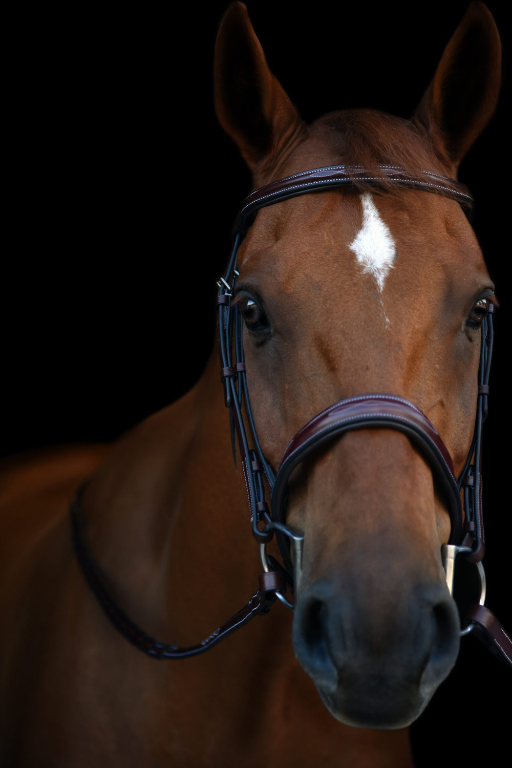 KL Italia Tuscany Bridle - Equine Exchange Tack Shop