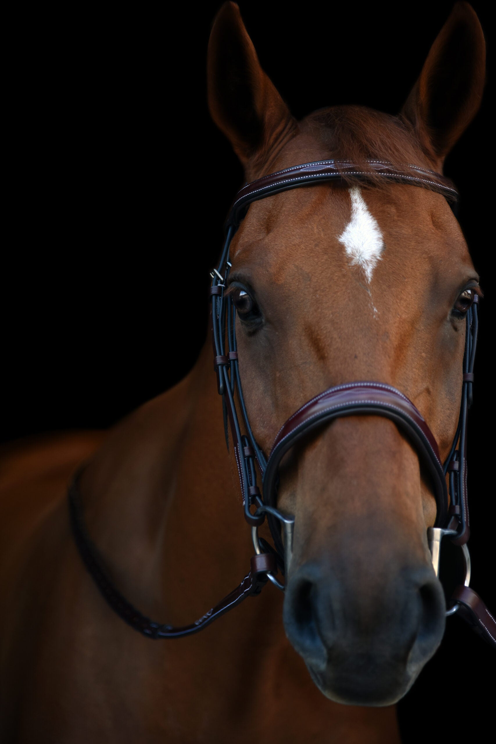 KL Italia Tuscany Bridle - Equine Exchange Tack Shop