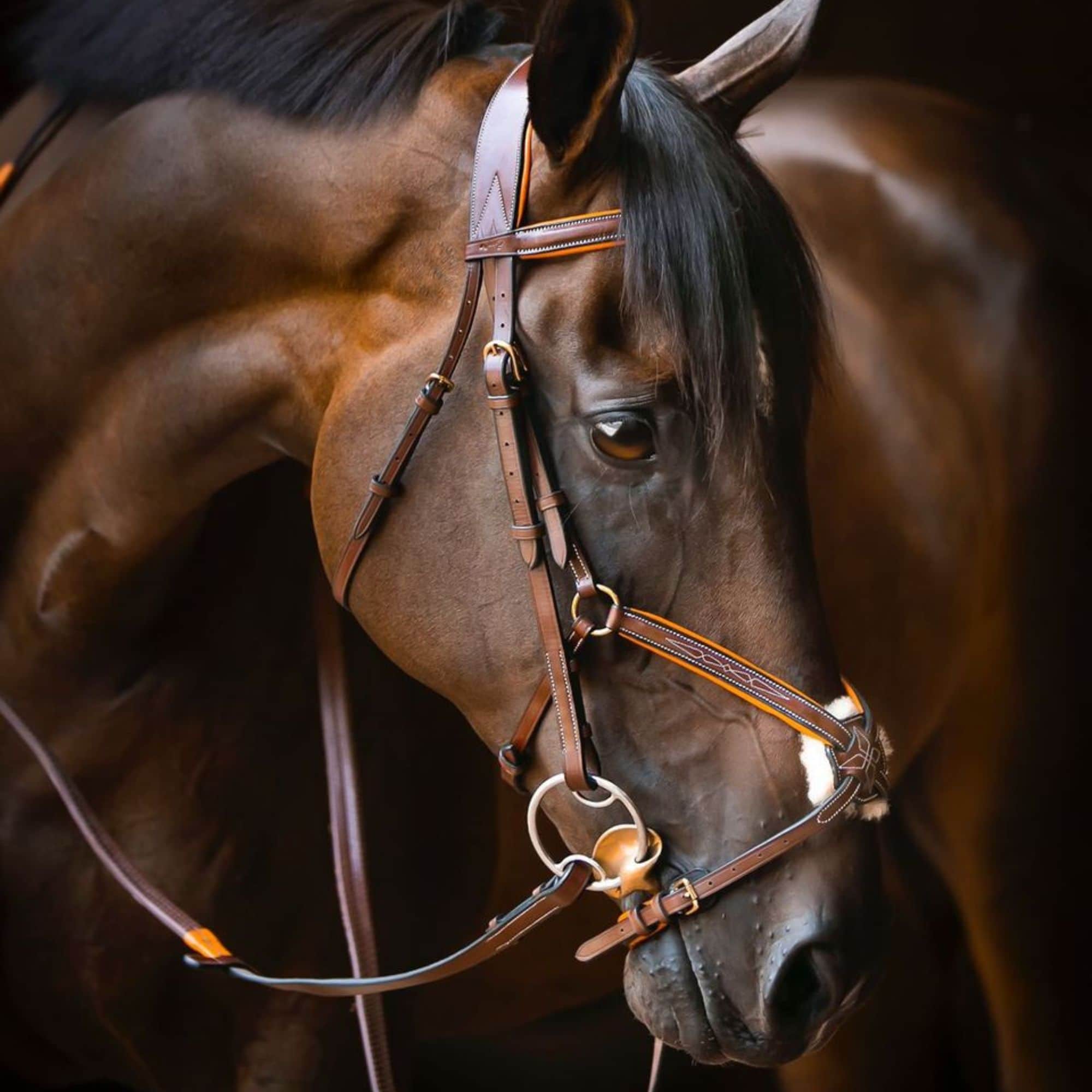 ExionPro Broad Crownpiece Designer Fully Adjustable Figure 8 Bridle with Reins - Equine Exchange Tack Shop