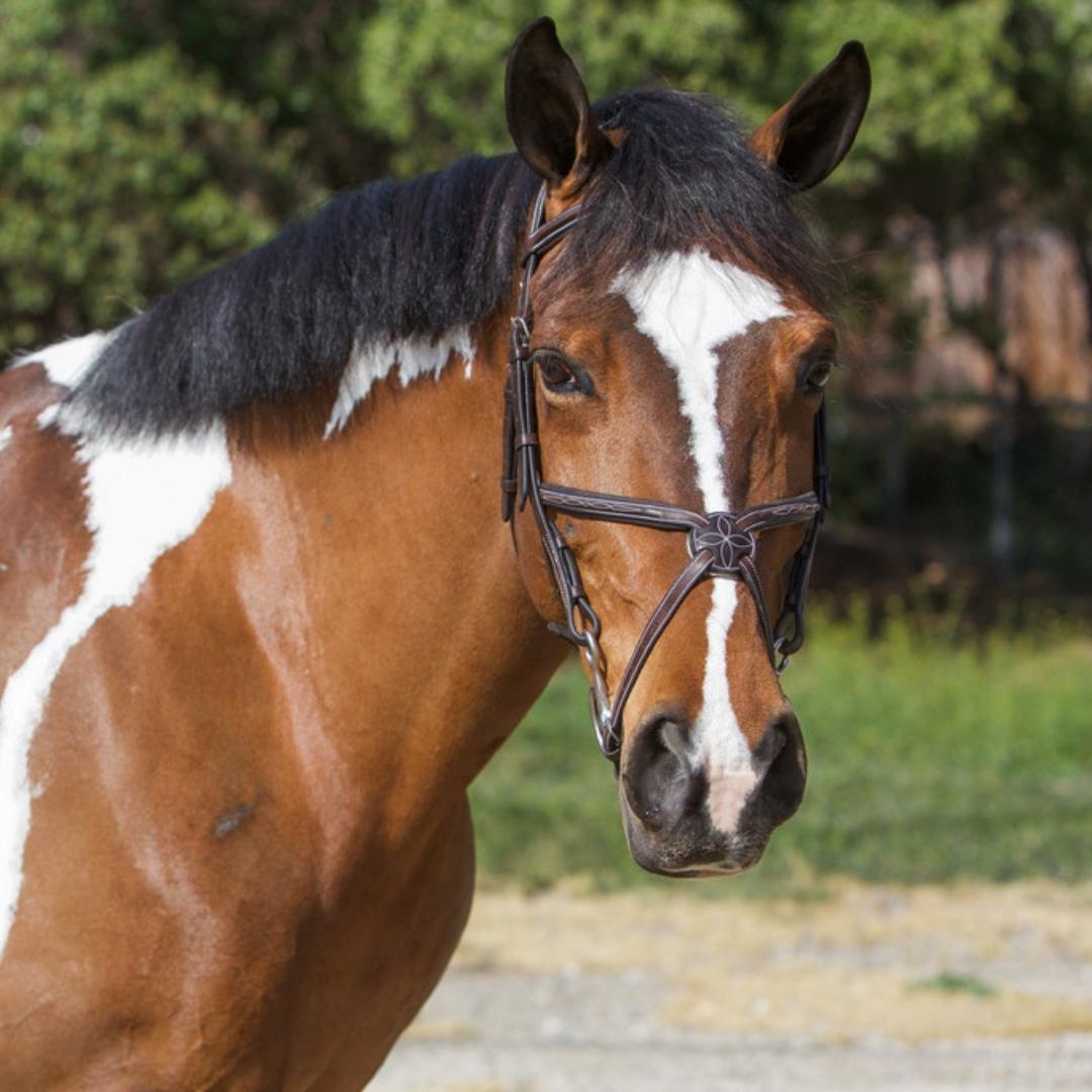 ExionPro Designer Fancy Stitched Figure 8 English Bridle With Rubber Reins - Equine Exchange Tack Shop
